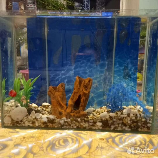 Аквариум