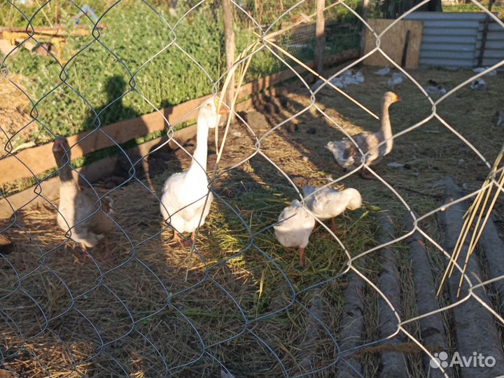 Холмогорские гуси нижегородская обл с тенекаево