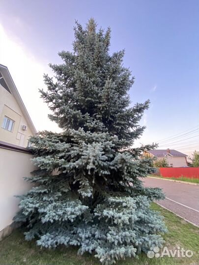 Ель голубая крупномер