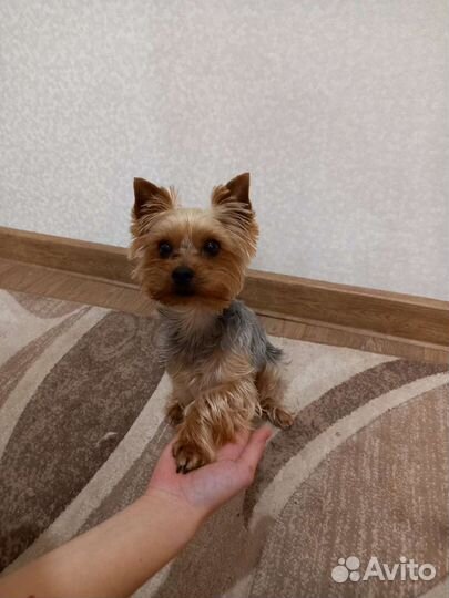 Вязка мини йорк