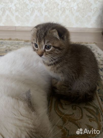 Бесплатно котята