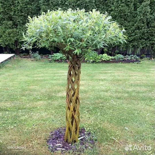 Плетеная ива/Русская пальма