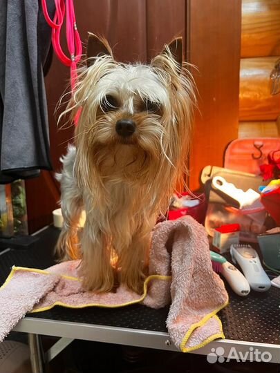 Йоркширский терьер