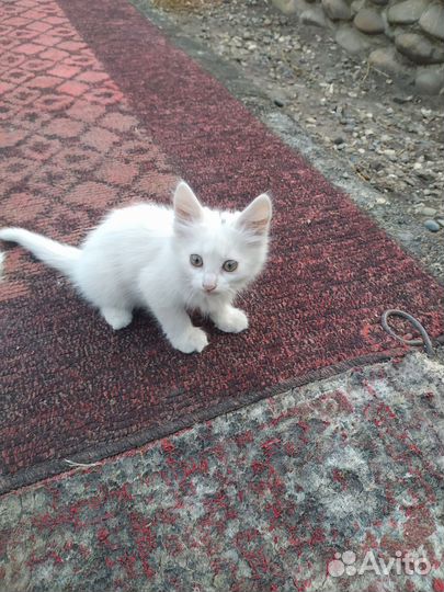 Котята в добрые руки бесплатно