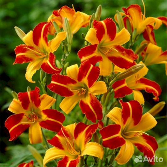 Лилейники Франс Халс