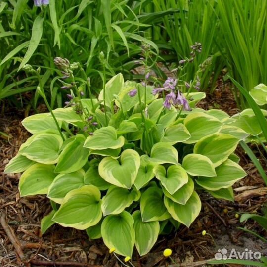 Хосты Голден Тиара