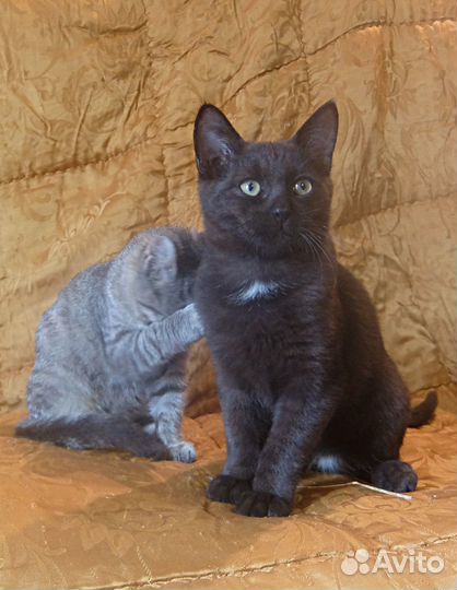 Котейки