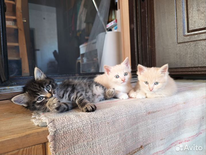 Котята отдам в добрые руки бесплатно