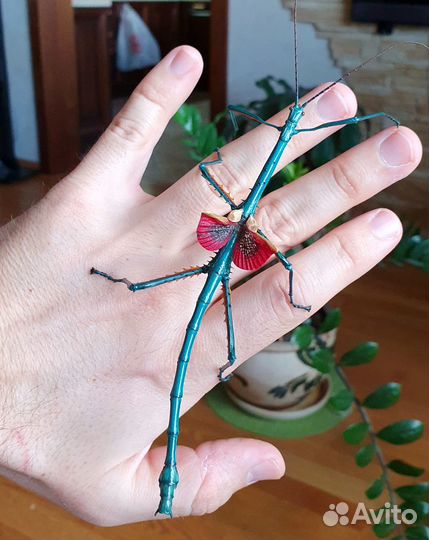 Редкие палочники Achrioptera fallax -яйца