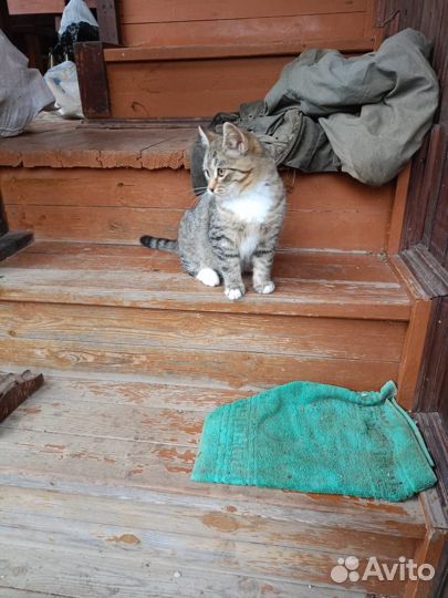 Котёнку очень нужен дом