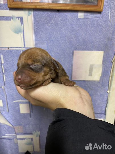 Щенки таксы