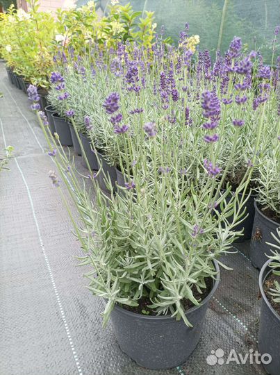 Лаванда саженцы