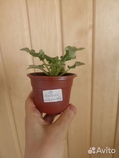 Сортовые фиалки ав Солнышко блестит, ав Любовь Мор