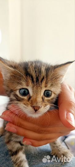 Кошечка мейн-кун