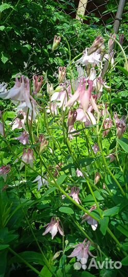 Аквилегия или Водосбор