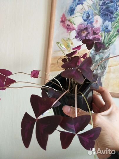 Кислица оксалис фиолетовый