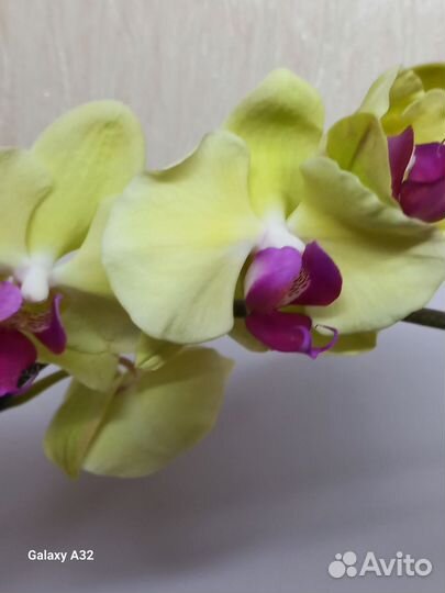 Орхидея фаленопсис