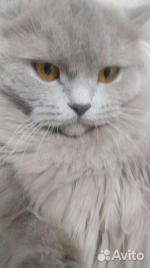 Британская кошка вязка
