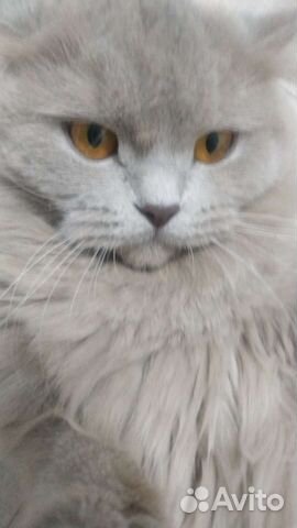 Британская кошка вязка