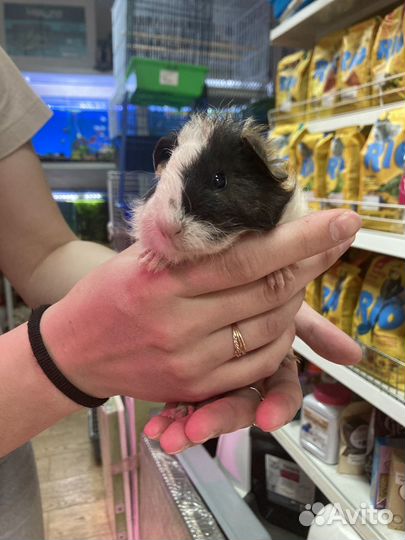 Морская свинка