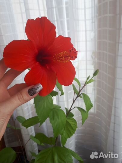 Гибискусы красные и желтые