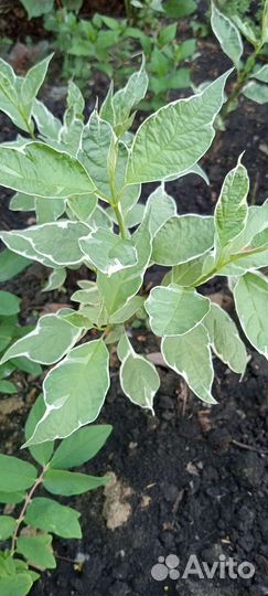 Декоративные кустарники