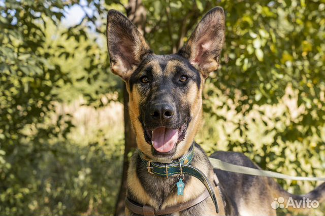 Молодой Раф ищет дом