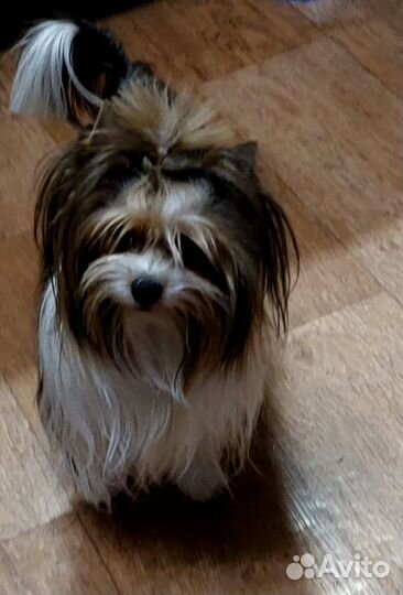 Йоркширский терьер щенки