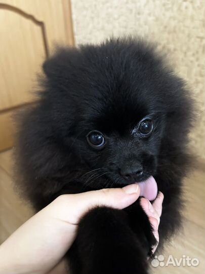 Щенки шпица мишка