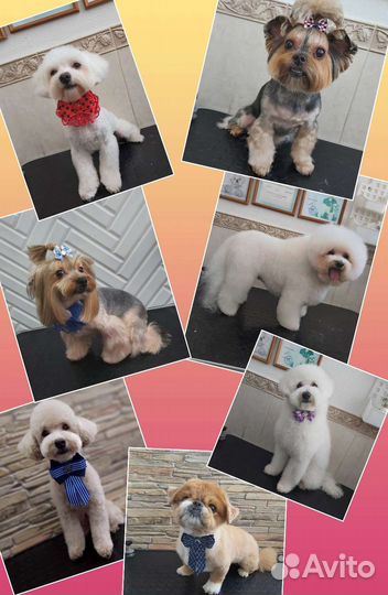 Стрижки собак и кошек. Грумер в Левенцовке