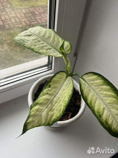 Диффенбахия камилла