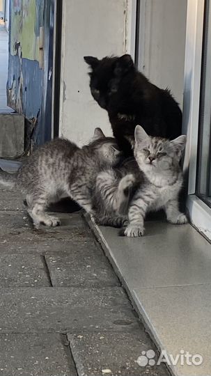 Котята в добрые руки