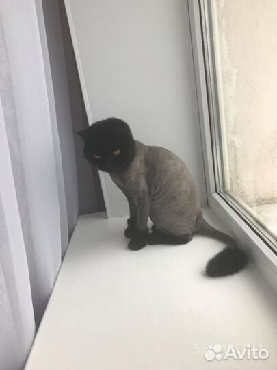 Стрижка кошек