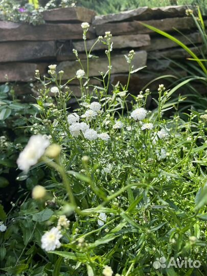 Многолетние садовые цветы