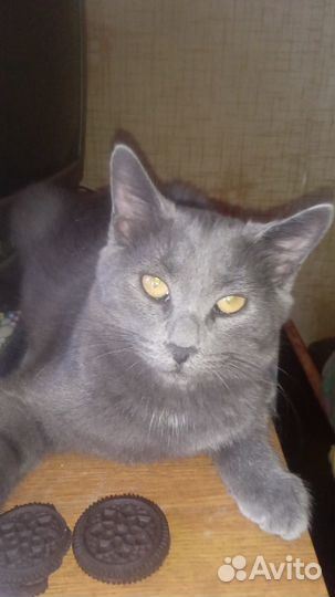 Молодая кошечка в добрые руки