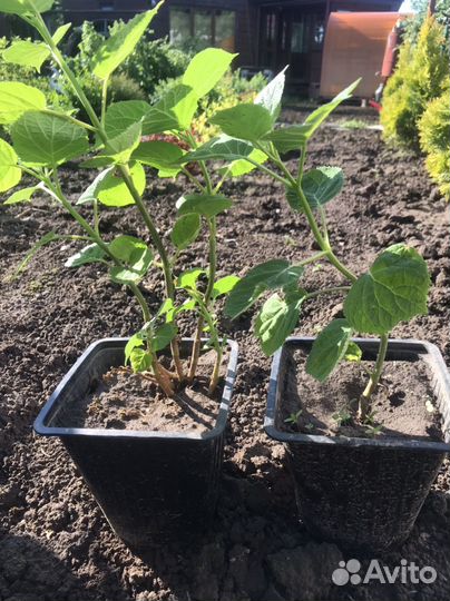 Гортензия древовидная анабель саженцы