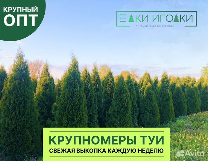 Туя в ассортименте:Смарагд,Брабант,Колумна 4,5 м