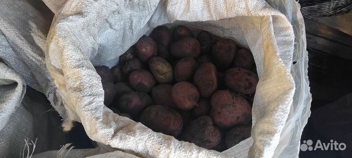 Продам картофель