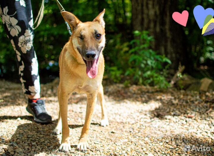 Собака Арни, 2.5 года, умная и ласковая