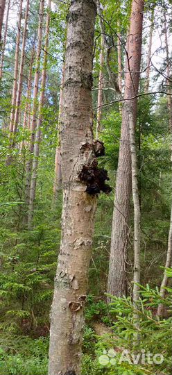 Чага березовая