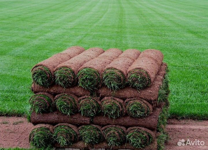 Рулонный газон