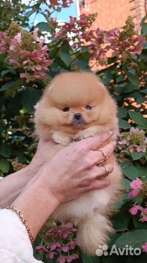 Кукольные Мальчики