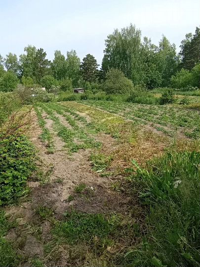 Участок 6 сот. (СНТ, ДНП)