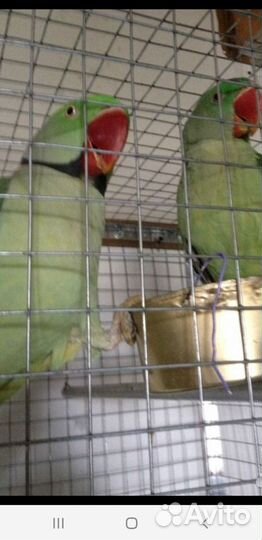 Александрийский попугай