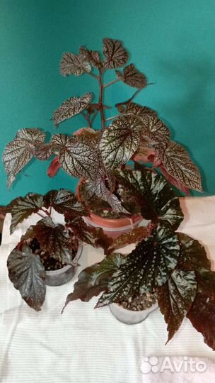 Бегония декоративно лиственная