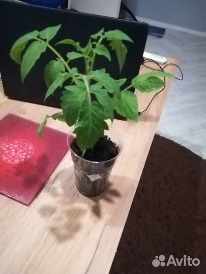 Рассада помидор