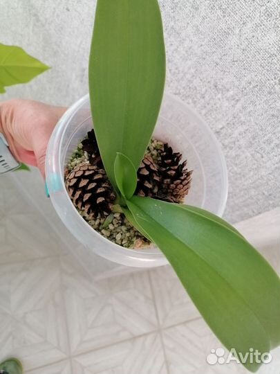 Орхидея фаленопсис