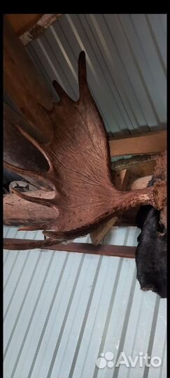 Продам рога лося