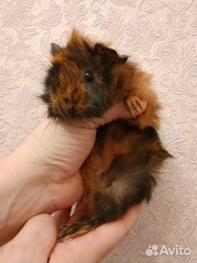 Морские свинки перуанская