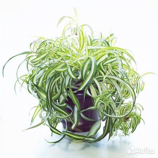 Хлорофитум бонни кудрявый
